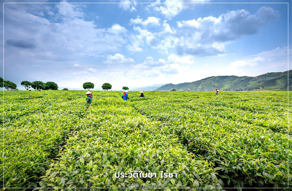 ประวัติใบชา ไร่ชา สายพันธุ์ชา Care Mind Life ประวัติใบชา ไร่ชา สายพันธุ์ชา